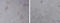 Calbindin 1 antibody, LS-C203095, Lifespan Biosciences, Immunohistochemistry frozen image 