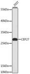 HAUS Augmin Like Complex Subunit 2 antibody, 15-161, ProSci, Western Blot image 