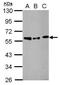 STAM Binding Protein antibody, PA5-29187, Invitrogen Antibodies, Western Blot image 