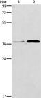 Platelet Activating Factor Acetylhydrolase 2 antibody, PA5-50562, Invitrogen Antibodies, Western Blot image 