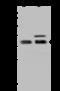 MTOR Associated Protein, LST8 Homolog antibody, 203282-T44, Sino Biological, Western Blot image 