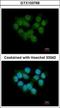 Selenophosphate Synthetase 2 antibody, GTX103766, GeneTex, Immunocytochemistry image 