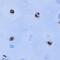 S100 Calcium Binding Protein A9 antibody, AF5578, R&D Systems, Immunohistochemistry paraffin image 