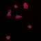 Melanocortin 5 Receptor antibody, orb339174, Biorbyt, Immunofluorescence image 