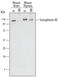 Semaphorin 4D antibody, MAB5235, R&D Systems, Western Blot image 