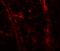 Teneurin Transmembrane Protein 3 antibody, PA5-72857, Invitrogen Antibodies, Immunofluorescence image 
