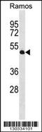 Tubulin--tyrosine ligase antibody, 58-579, ProSci, Western Blot image 