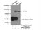 Adducin 3 antibody, 17585-1-AP, Proteintech Group, Immunoprecipitation image 