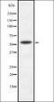 Cryptochrome Circadian Regulator 1 antibody, orb337728, Biorbyt, Western Blot image 