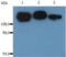 Integrin Subunit Beta 1 antibody, LS-C45808, Lifespan Biosciences, Western Blot image 