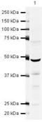 MYCN Proto-Oncogene, BHLH Transcription Factor antibody, PA5-19529, Invitrogen Antibodies, Western Blot image 