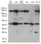 Programmed Cell Death 2 Like antibody, M14105, Boster Biological Technology, Western Blot image 