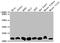 DYR antibody, CSB-RA264582A0HU, Cusabio, Western Blot image 