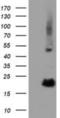 RB Binding Protein 9, Serine Hydrolase antibody, NBP2-03025, Novus Biologicals, Western Blot image 