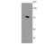 CCCTC-Binding Factor antibody, NBP2-67001, Novus Biologicals, Western Blot image 