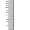 Fibroblast Growth Factor 9 antibody, abx215348, Abbexa, Western Blot image 