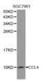C-C Motif Chemokine Ligand 4 antibody, abx001404, Abbexa, Western Blot image 