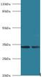 Mitochondrial Ribosomal Protein L19 antibody, LS-C317419, Lifespan Biosciences, Western Blot image 