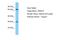 Olfactory Receptor Family 4 Subfamily D Member 10 antibody, A17735, Boster Biological Technology, Western Blot image 