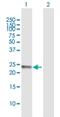 Fer3 Like BHLH Transcription Factor antibody, H00222894-B01P, Novus Biologicals, Western Blot image 