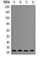 Apolipoprotein M antibody, abx225041, Abbexa, Western Blot image 