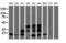 ADP Ribosylation Factor Like GTPase 2 Binding Protein antibody, M07607-1, Boster Biological Technology, Western Blot image 