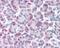 G Protein-Coupled Receptor Class C Group 5 Member C antibody, 48-243, ProSci, Immunohistochemistry frozen image 