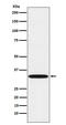 Three Prime Repair Exonuclease 1 antibody, M00940-1, Boster Biological Technology, Western Blot image 