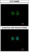 MOK Protein Kinase antibody, GTX104958, GeneTex, Immunocytochemistry image 