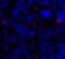 CD86 antibody, 8681, ProSci, Immunofluorescence image 