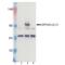 APP695 antibody, ENZ-ABS445-0100, Enzo Life Sciences, Western Blot image 