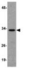 Ribonuclease H2 Subunit A antibody, ab83943, Abcam, Western Blot image 