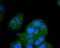 Fibroblast Growth Factor Receptor 1 antibody, A00098-1, Boster Biological Technology, Immunocytochemistry image 