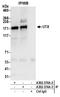 Lysine Demethylase 6A antibody, A302-374A, Bethyl Labs, Immunoprecipitation image 