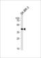 SRY-Box 8 antibody, 58-610, ProSci, Western Blot image 