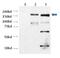 Transient Receptor Potential Cation Channel Subfamily M Member 2 antibody, PA1-46466, Invitrogen Antibodies, Western Blot image 