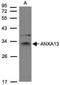 Annexin A13 antibody, NBP1-30985, Novus Biologicals, Western Blot image 