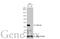 Succinate-CoA Ligase GDP-Forming Beta Subunit antibody, GTX107002, GeneTex, Western Blot image 