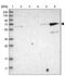 Kelch Like Family Member 26 antibody, PA5-54688, Invitrogen Antibodies, Western Blot image 
