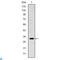 Msh Homeobox 1 antibody, LS-C812710, Lifespan Biosciences, Western Blot image 