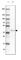 Mitochondrial Ribosomal Protein S5 antibody, HPA055765, Atlas Antibodies, Western Blot image 