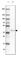 Mitochondrial Ribosomal Protein S5 antibody, HPA055765, Atlas Antibodies, Western Blot image 