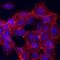 Epithelial Cell Adhesion Molecule antibody, AF960, R&D Systems, Immunofluorescence image 