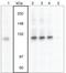 Vav Guanine Nucleotide Exchange Factor 3 antibody, 44-488, Invitrogen Antibodies, Western Blot image 