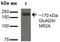 GluN2A antibody, orb99103, Biorbyt, Western Blot image 