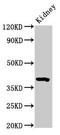 Wnt Family Member 3 antibody, LS-C376996, Lifespan Biosciences, Western Blot image 