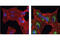 Transforming Growth Factor Beta Induced antibody, 2719S, Cell Signaling Technology, Immunocytochemistry image 