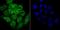 Synuclein Alpha antibody, NBP2-80442, Novus Biologicals, Immunofluorescence image 