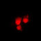 Cyclin Dependent Kinase 1 antibody, LS-C351972, Lifespan Biosciences, Immunofluorescence image 