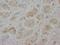 Lamin A/C antibody, LS-C171858, Lifespan Biosciences, Immunohistochemistry frozen image 